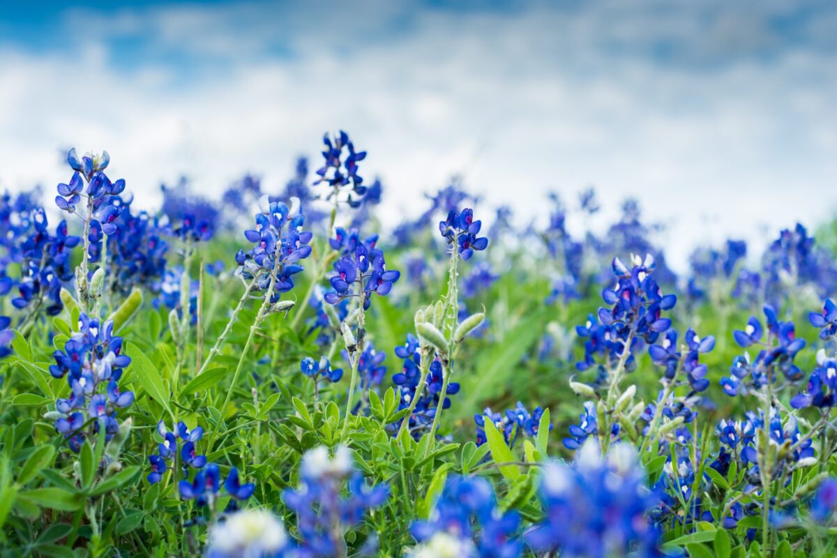 Texas Blue Bonnet Flowers in Addison, Texas