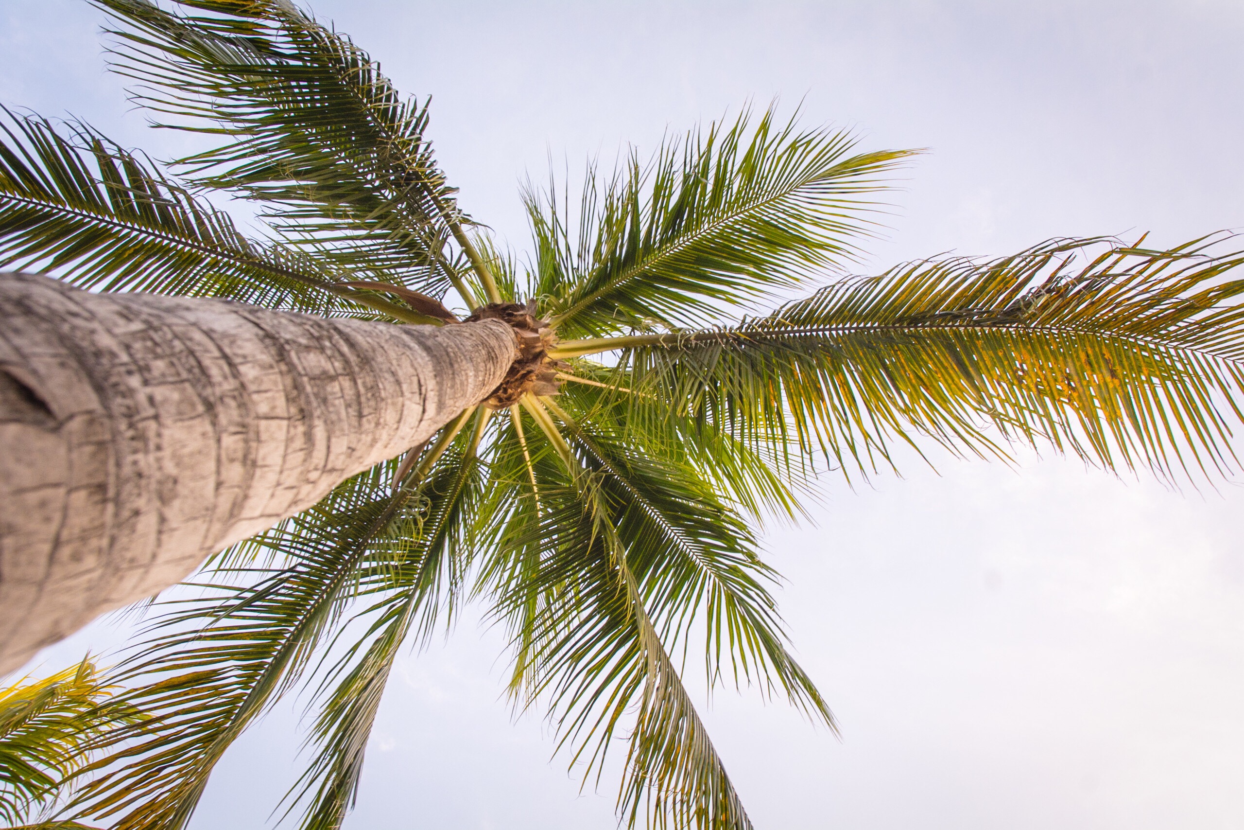 Palm Tree in West Palm Beach, Florida