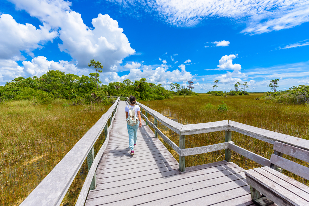 Mahogany Hammock Trail of the Everglades National Park. Boardwalks in the swamp. Florida, USA.