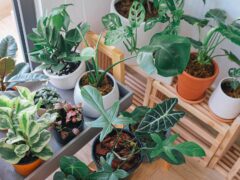 Garden indoors with these apartment-friendly houseplants.