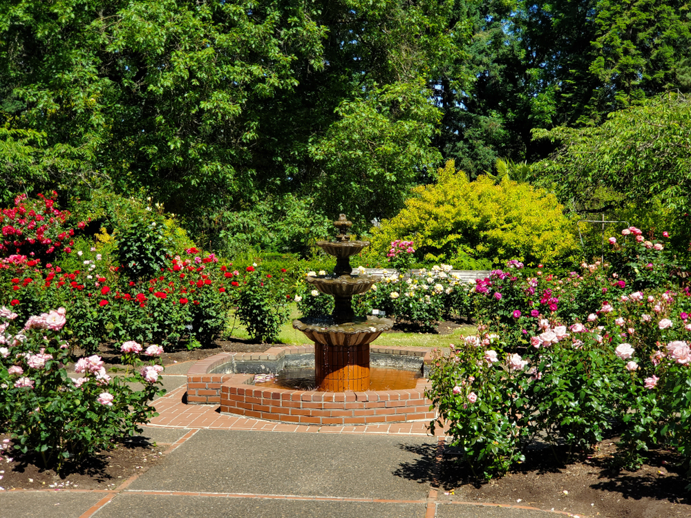 Colorful Rose Flowers and Water Fountain, International Rose Test Garden in Washington Park, Portland Oregon.