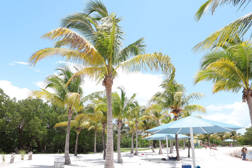 Palm trees in Homestead Bayfront Park